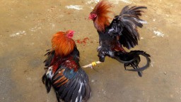303 di Desa Singkal Anyar Kecamatan Prambon Rame Pengunjung,Lepas Dari Pantauan Petugas
