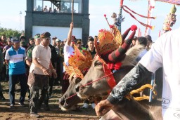Kapolres Jembrana Saksikan Tradisi Lomba Makepung Bupati Cup Tahun 2023 di Sirkuit All In One Desa Pengambengan 