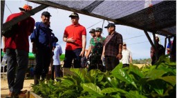 Tinjau Kebun Kopi Liberika PT HAS, Bupati Sis Minta Perusahaan Berdayakan Masyarakat Lokal