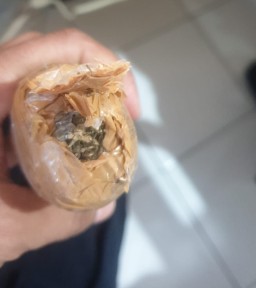 Diduga Narkotika Jenis Ganja, Ditemukan Petugas di Brandgang Lapas Kelas I Malang