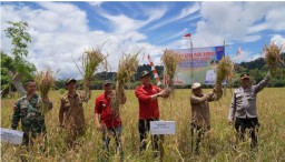 Bupati Sis Bersama Masyarakat Desa Nanga Nyabau Panen Raya Padi Sawah