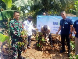 BRI Unit Cibaliung Kantor Cabang Labuan Laksanakan Program Menanam Bibit Pohon Durian di Dua Desa, Desa Cimanggu dan Desa Ranca Pinang