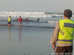 Penemuan Ikan Hiu Paus di Pesisir Pantai Banjar Yeh Kuning, Desa Pekutatan Menjadi Perhatian Masyarakat