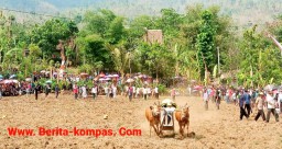 Warga Desa Klabang Lestarikan Tradisi Kerapan Sapi, Ritual Sakral Dalam Menyambut Musim Hujan