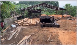 Diduga Kayu Tampa Dokumen Menjamur di Kecamatan Simpang Hulu, APH Kemana Aja