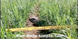 Warga Pakisan Digegerkan Adanya Penemuan Mayat di Kebun Tebu