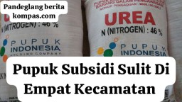 Pupuk Bersubsidi Mulai Kesulitan di Empat Kecamatan