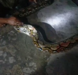 Warga Jalan Lawu Sampang, Temukan Ular Berukuran 4 Meter Saat Akan ke Kamar Mandi