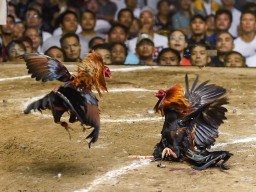 Warga Desa Kendal Rejo Kabupaten Trenggalek, Resah Adanya Judi Sabung Ayam dan Dadu; Kemana Pak Polisi Penegak Hukum