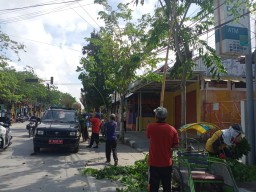 Menjaga Keamanan Pengguna Jalan, DLH Sampang Lakukan Pemangkasan Disepanjang Jalan Trunojoyo