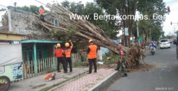 Anggota Koramil 0822/01 Bondowoso Gerak Cepat Evakuasi Pohon Tumbang Yang Menimpa Rumah Warga