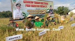 Dukung Ketahanan Pangan, Babinsa Koramil 01 Bondowoso Laksanakan Giat Gerak Tanam Dan Panen padi Varietas infari 32 di Desa Bataan
