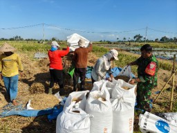 Babinsa Koramil 1619-05/Kerambitan Dukung Program Ketahanan Pangan di Desa Belumbang