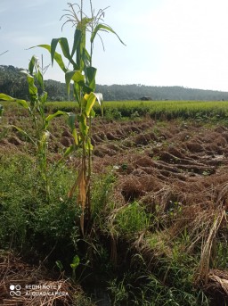 Pemerintah Kabupaten Pandeglang Harus Bisa Atasi Persoalan Gagal Panen