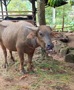 Diduga Gelapkan Bantuan Kerbau Dari Balai Taman Nasional Ujung Kulon (TNUK) Ketua Kelompok Harus Segera Dilaporkan ke APH