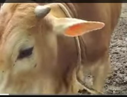 Diduga Gelapkan Bantuan Sapi Dari Pemerintah Ketua Kelompok Gapoktan Yang Ada di Desa Cibadak Harus Segera Dilaporkan ke APH