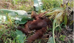 Diduga Mati Tertembak Sebutir Peluru, Se ekor Orang Utan Mengenaskan di Desa Riam Berasap Kalimantan Barat