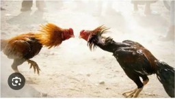 Ramai di Berbagai Media Sosial, Tarung Ayam Ratusan Juta Akan Gelar di Talun Blitar Besok, Kapolres Harus Bertindak dan Tegas