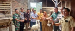 Babinsa Koramil 0822/01 Bondowoso Dampingi Dinas Peternakan Salurkan Bantuan Ternak Kambing di Sukowiryo