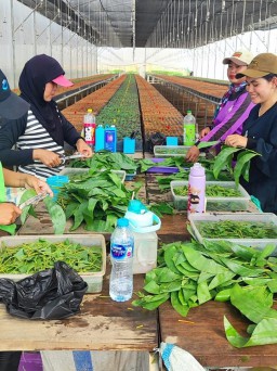 Adanya PT Mayawana Persada, Gadis Desa Tak Lagi Mencari Kerja ke Kota