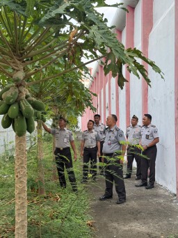 Dukung Ketahanan Pangan Nasional, Lapas Narkotika Kelas IIA Pamekasan Kanwil Kementerian Imigrasi dan Pemasyarakatan Jatim Gelar Kontrol ke Kebun Untuk Pantau H