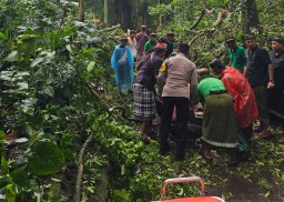 Tertimpa Pohon Tumbang di Monkey Forest Dua WNA Meninggal Dunia