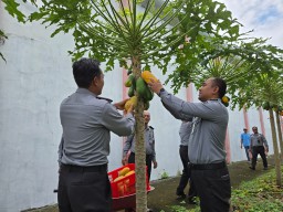 Lapas Narkotika Kelas IIA Pamekasan Gelar Panen Pepaya California, Dukung Program Ketahanan Pangan Nasional