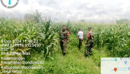 Dukung Ketahanan Pangan, Babinsa Kademangan Sambangi Petani jagung di Wilayah Binaan