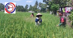 Tingkatkan Hanpangan, Babinsa Pancoran Monitoring Perkembangan Pertumbuhan Padi Jenis Inpari 32