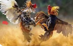 Kapolres Lamongan Harus Bertindak Tegas Dengan Adanya Perjudian Sabung Ayam di Wilayah Hukumnya