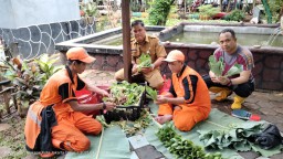Polsek Makasar Panen Sayuran Bergizi, Dukung Ketahanan Pangan Warga.