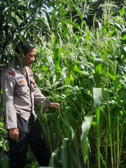 Polisi Dukung Ketahanan Pangan, Bhabinkamtibmas Bina Pekarangan Bergizi Di Ujung Menteng.