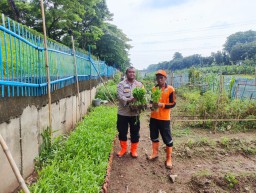Bhabinkamtibmas Pondok Bambu Cek Perkembangan Tanaman Kangkung Di Pekarangan Pangan Bergizi.