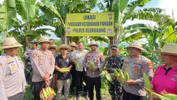 Kapolres Klungkung Bersama Dengan PJU Panen Raya Jagung Manis di Lahan Milik Polres Klungkung