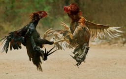 Meraja Rela Perjudian Sabung Ayam, Mampukah Kapolres Bangkalan Berikan Tindakan Tegas Bagi Anggotanya Yang Nakal