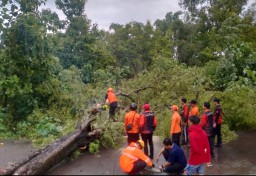 BPBD Kota Sampang Evakuasi Pohon Asam Berukuran 60 Meter YangTumbang Di Jalan Raya