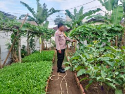 Peningkatan Ketahanan Pangan Polsek Ciracas Dengan Pembinaan Dan Perawatan Tanaman Bergizi.