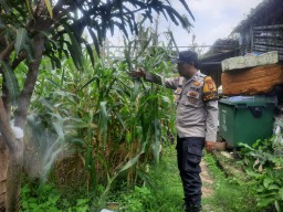 Polisi Dukung Ketahanan Pangan Di Ujung Menteng, Warga Panen Jagung Dan Terong.
