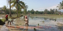 Dorong Percepatan Luas Tanam, Babinsa Koramil 01 Bondowoso Dampingi Petani Tanam Padi di Wilayah Kota Kulon