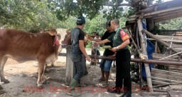 Cegah PMK, Babinsa Koramil 0822/01 Bondowoso Pantau Kondisi Fisik Ternak Sapi dan Kambing di Pasar Hewan