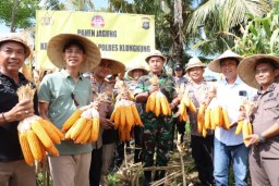Kapolres Klungkung Bersama Wakil Bupati Tjokorda Gde Surya Putra Panen Jagung di Apet