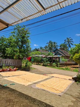 Panen Jagung di Desa Cijaralang, Kepala Desa Sa'i Ajak Warga Tingkatkan Produksi Pertanian