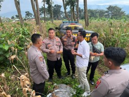 Dukung Ketahanan Pangan Sejumlah Pejabat Polres Pasuruan Cek Kualitas Jagung Siap Panen
