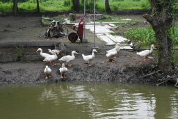 Lanud Muljono Panen Bebek, Wujud Nyata Ketahanan Pangan