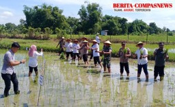 Waka Polres Sampang Bersama Jajaran Polsek Jrengik Ikuti Panen Raya Padi Serentak 14 Provinsi Bersama Presiden RI