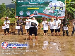 Gerakan Tanam Padi Serentak 14 Provinsi Termasuk di Kabupaten Pandeglang Banten 