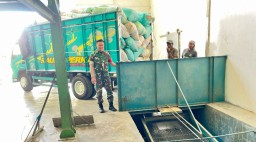 Dukung Swasembada Pangan, Babinsa Kodim 0822/14 Prajekan Serap Gabah Petani di Desa Botolinggo