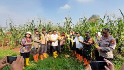 Panen Raya Jagung Warnai Sinergi Muspika Cipayung di Lahan Ketahanan Pangan Bambu Apus.