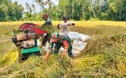 Babinsa Taman Dampingi Bulog Serap Gabah Petani Dalam Rangka Dukung Ketahanan Pangan Nasional