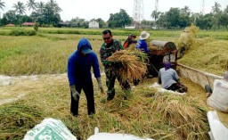 Peran Aktif Babinsa Kodim 0822/12 Sukosari Dampingi Bulog Serap Gabah Sebanyak 8 Ton di Desa Sukosari Lor